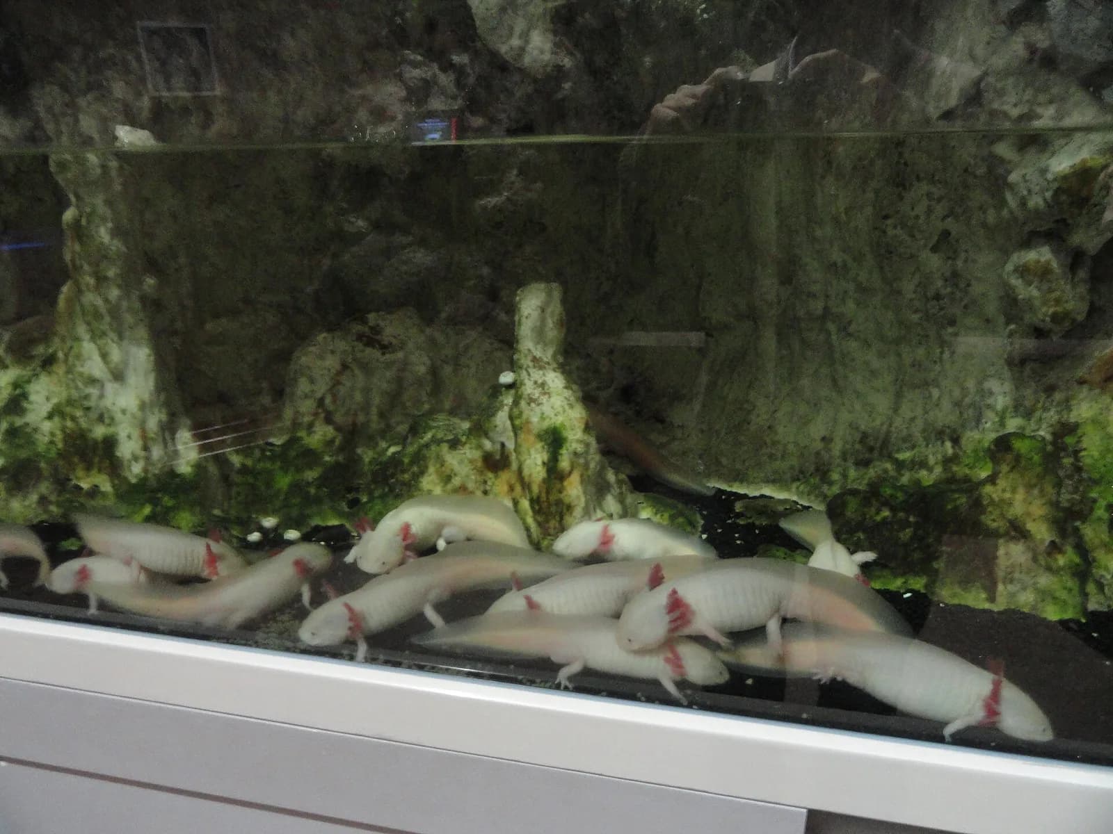 Ajolote apoyado sobre el fondo de arena clara de un acuario, con el cuerpo entero visible de perfil