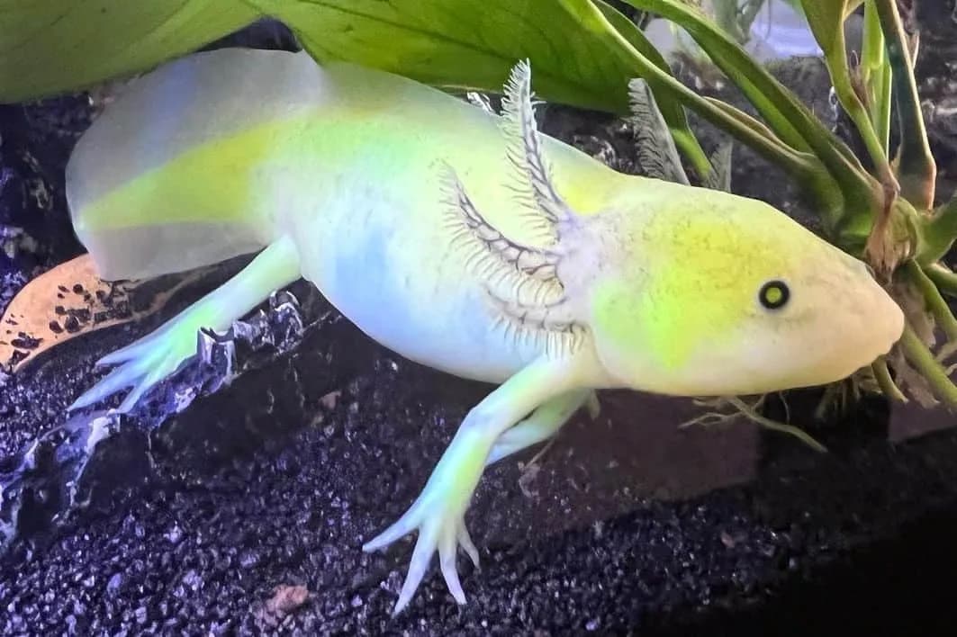 Ajolote GFP fotografiado bajo luz que activa su fluorescencia verde