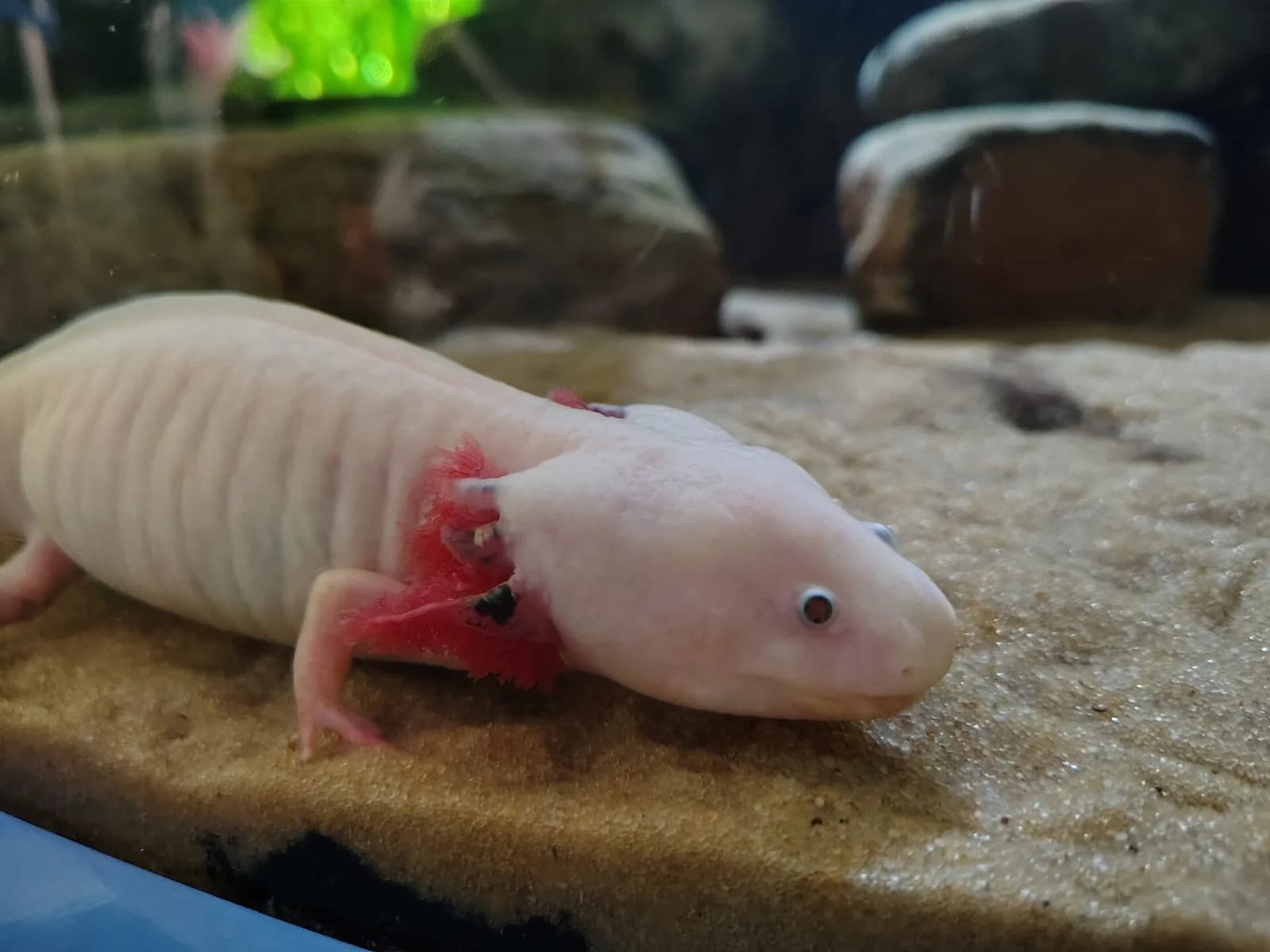 Ajolote en exposición dentro de un acuario público, apoyado sobre el fondo