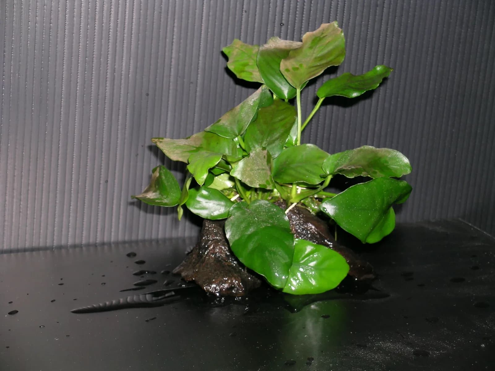 Mata de anubias atada a un trozo de madera, con las hojas anchas y rígidas en las que un betta se apoya para descansar