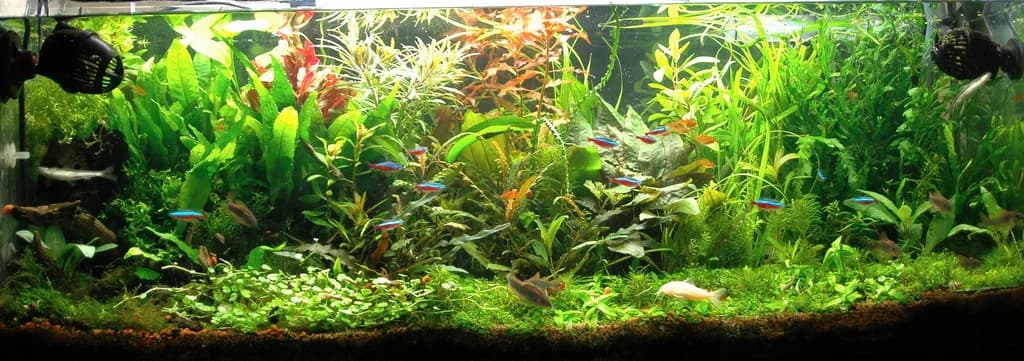 Acuario montado y en funcionamiento, con plantas y agua clara