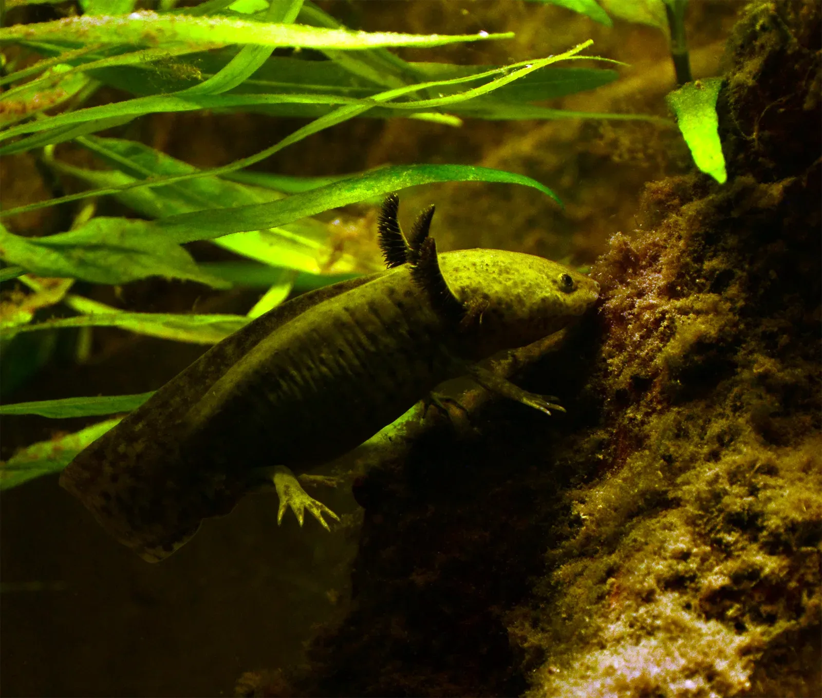 Ajolote de fenotipo salvaje sobre el fondo de un acuario, con las branquias externas ramificadas desplegadas a los lados de la cabeza