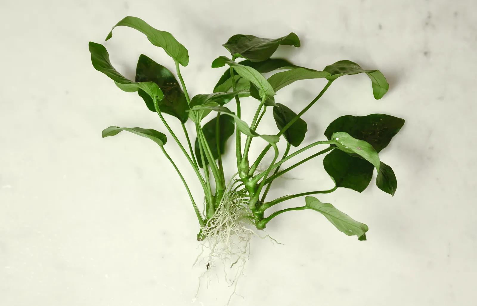 Anubias barteri var. nana atada a una roca, con las hojas ovaladas de color verde oscuro