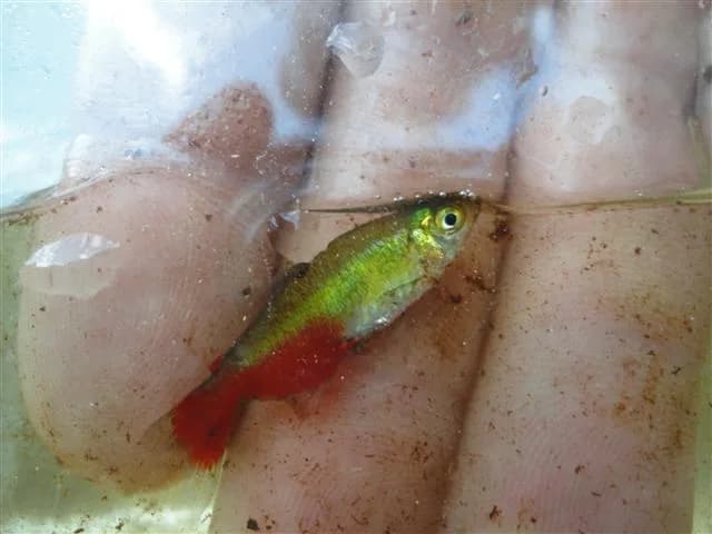 Ejemplar de Aphyocharax rathbuni, el tetra fuego verde
