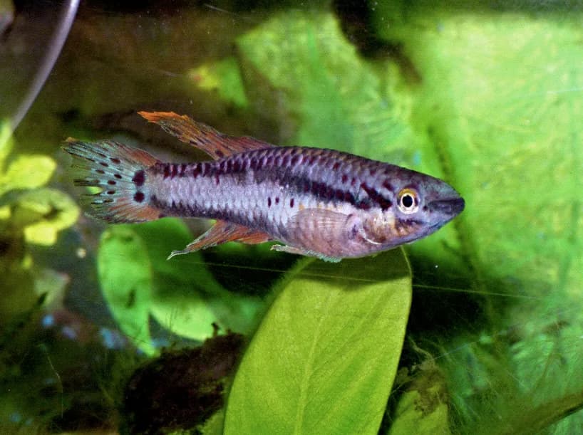 Macho de Aphyosemion bivittatum con sus dos bandas longitudinales