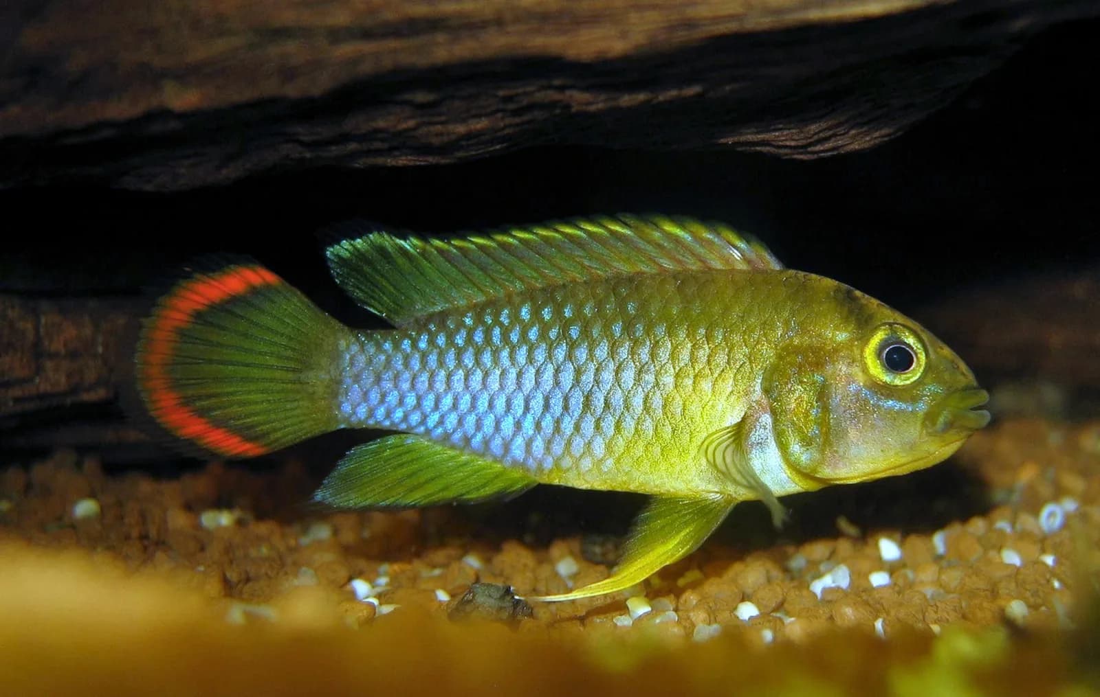 Macho de Apistogramma nijsseni con el borde de la aleta caudal rojo