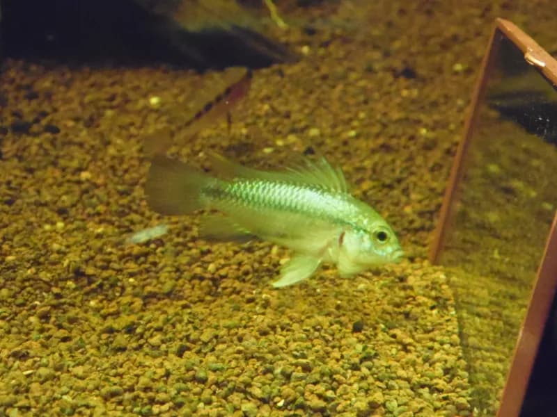 Macho de Apistogramma trifasciata con la aleta dorsal alargada