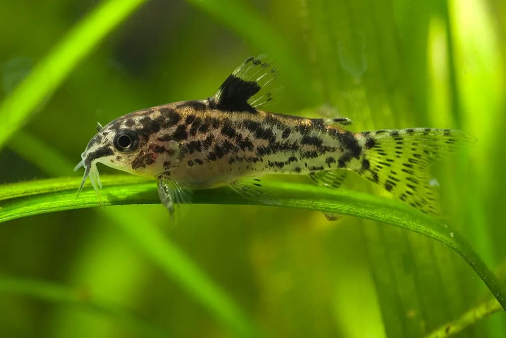 Hembra adulta de Aspidoras pauciradiatus en acuario