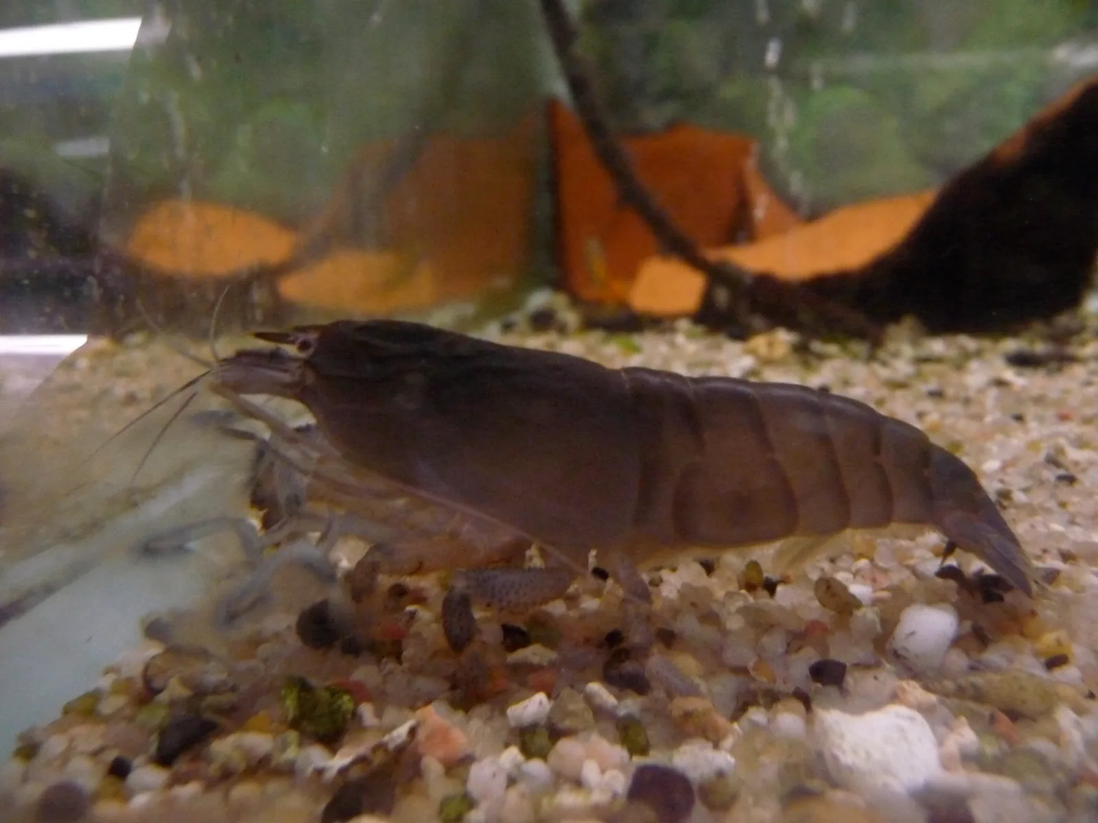 Atya gabonensis, la gamba abanico africana, sobre el fondo del acuario