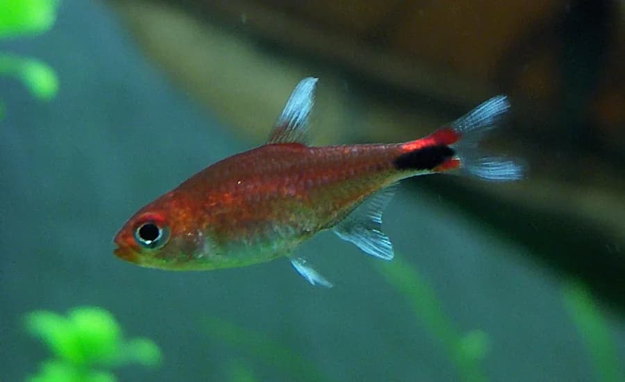 Tetra rubí (Axelrodia riesei) en acuario