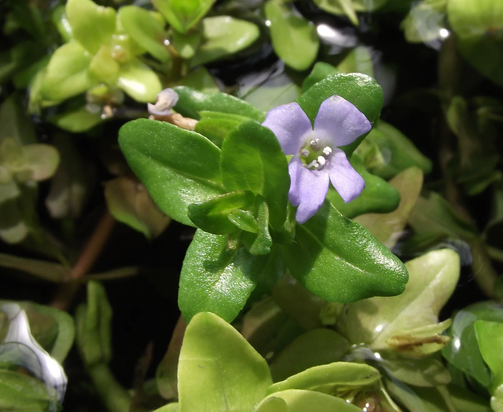 Tallos de Bacopa caroliniana con sus pares de hojas carnosas ovaladas