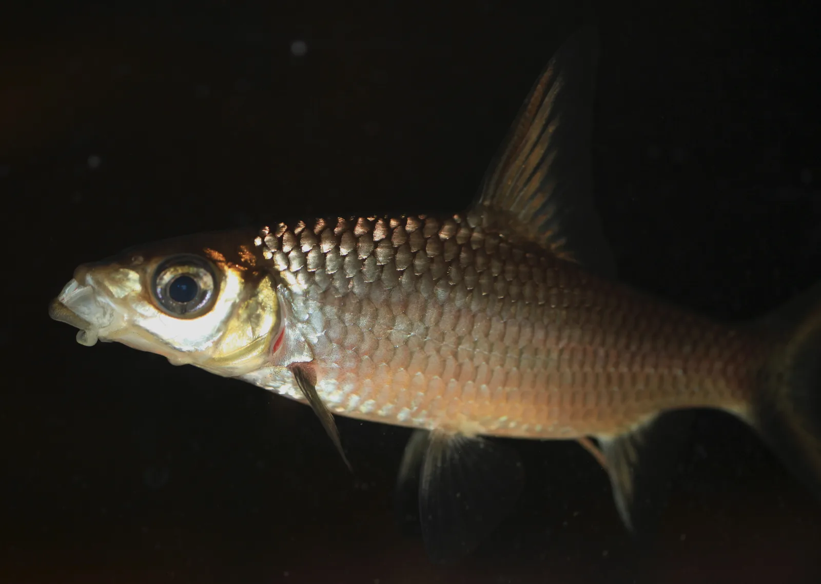 Balantiocheilos melanopterus, tiburón bala, con aletas de borde negro
