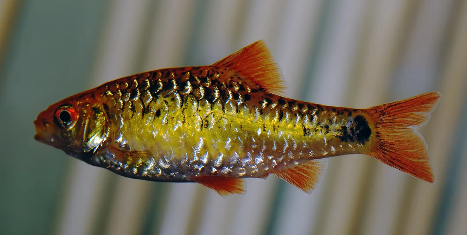 Barbo verde o barbo dorado (Barbodes semifasciolatus)