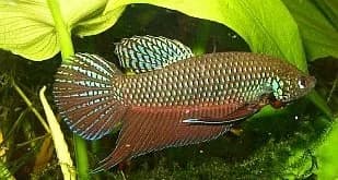 Macho de Betta smaragdina mostrando su coloración verde esmeralda