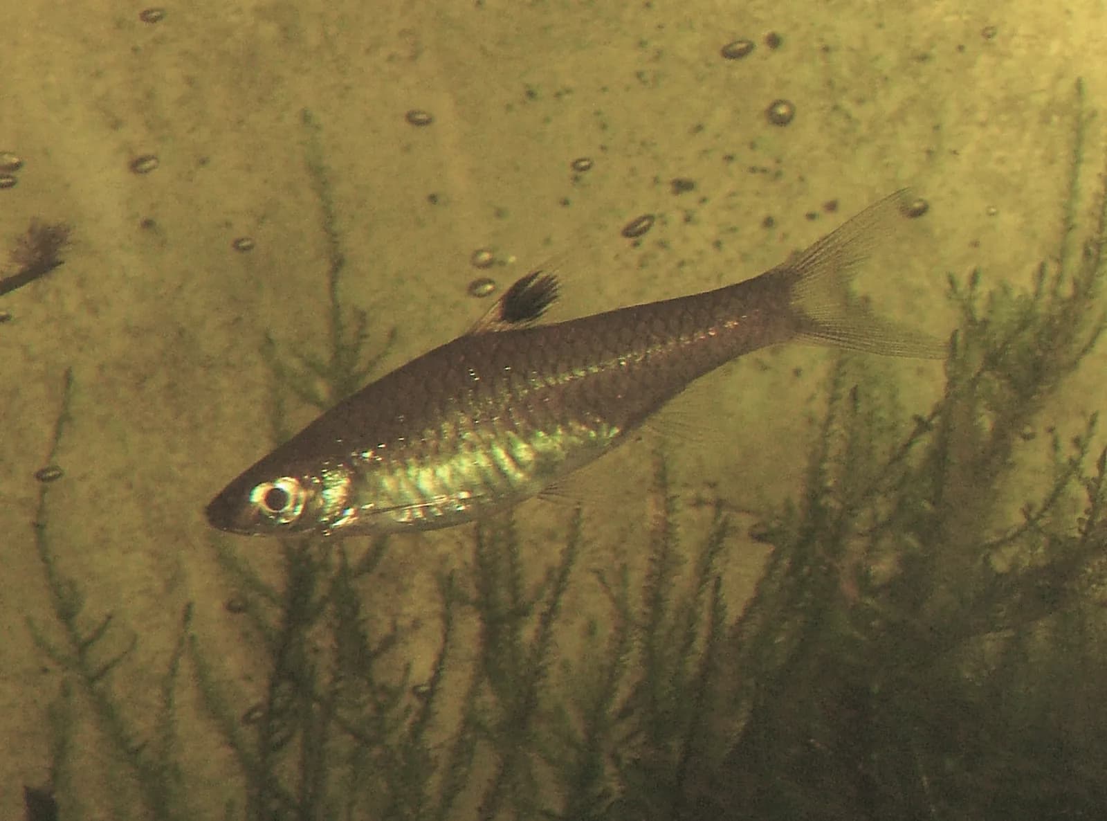 Brevibora dorsiocellata con la mancha negra sobre la aleta dorsal