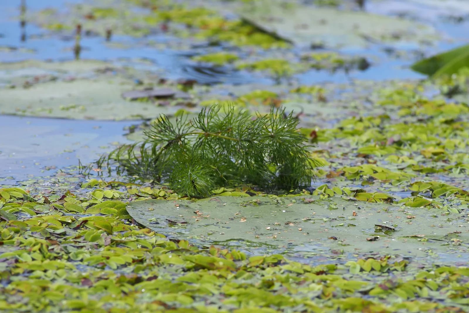 Mata de cola de zorro (Ceratophyllum demersum) asomando en la superficie de una charca, con sus verticilos de hojas finas