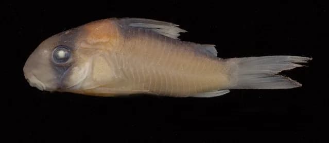 Ejemplar de Corydoras adolfoi sobre fondo de arena