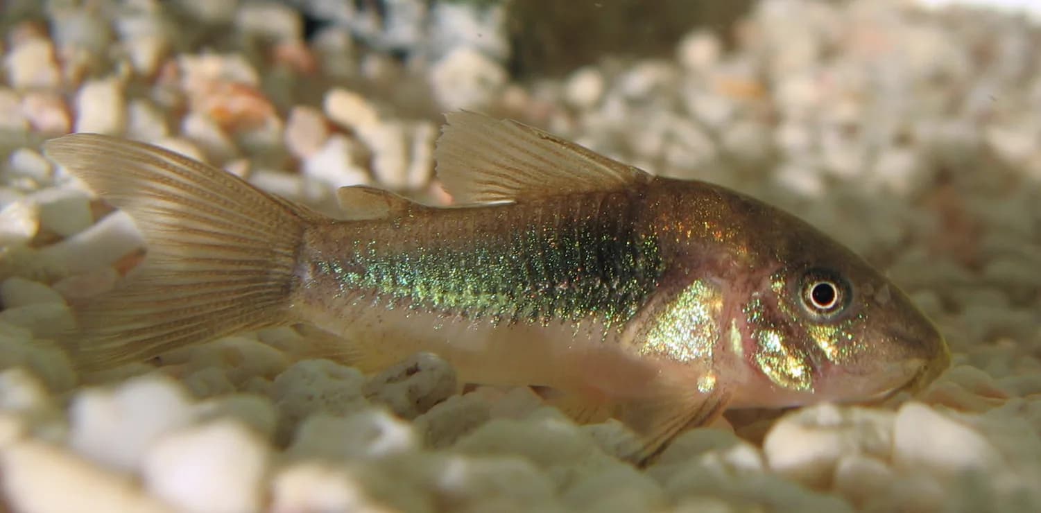 Corydoras aeneus nadando cerca del sustrato