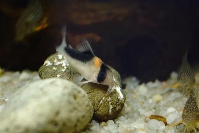 Ejemplar de Corydoras duplicareus