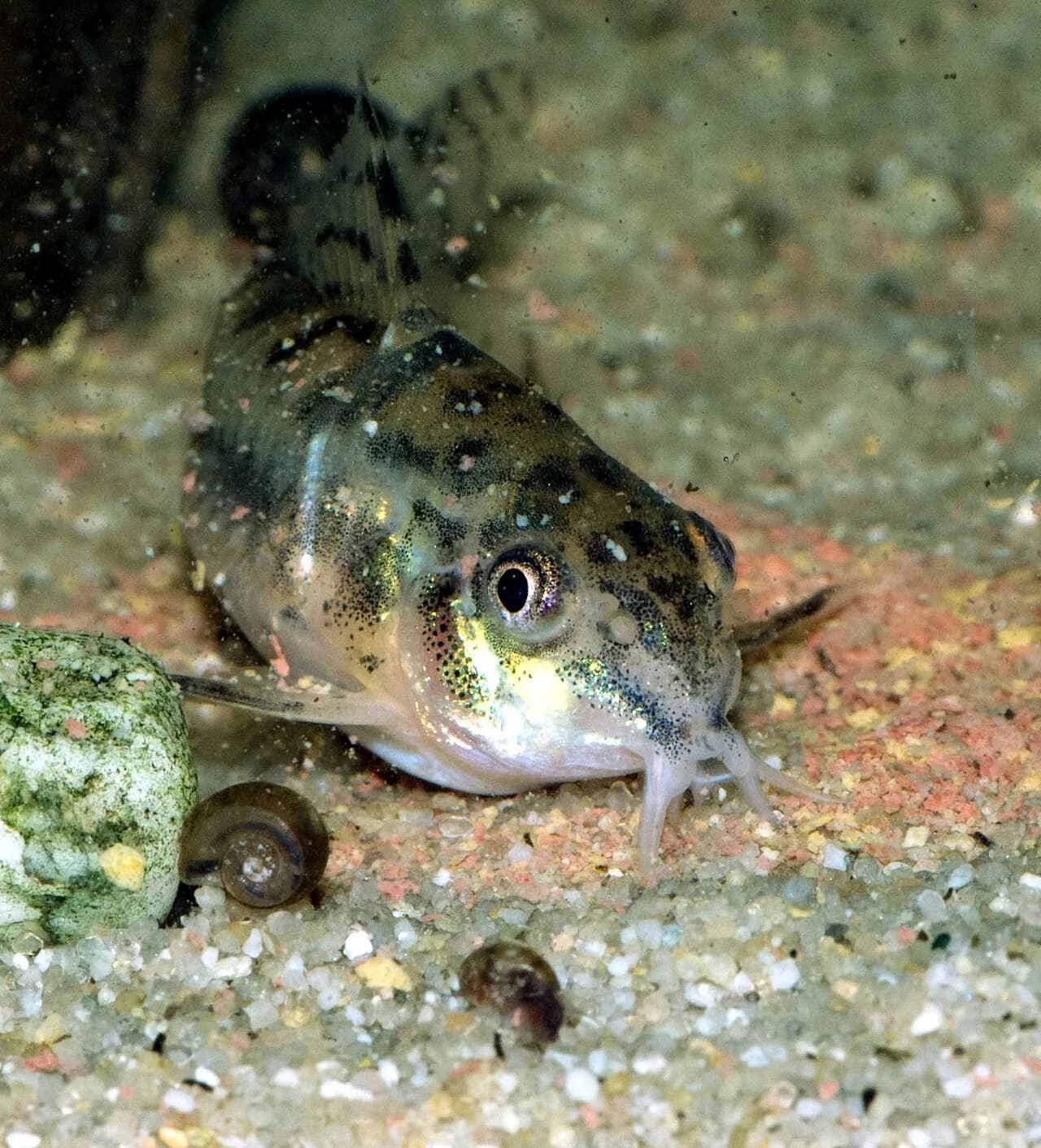 Ejemplar de Corydoras habrosus