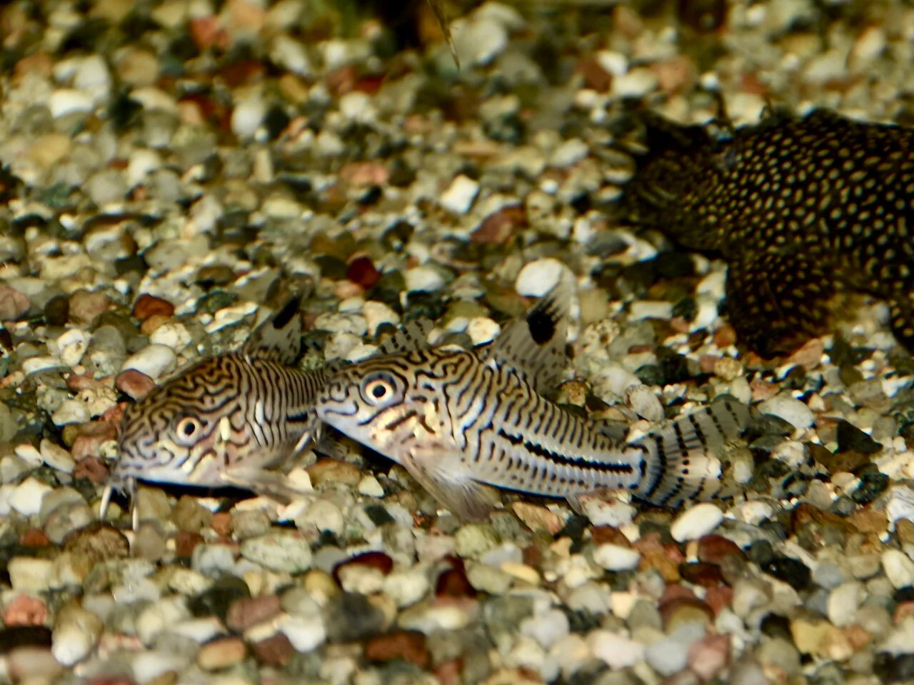 Ejemplar de Corydoras julii