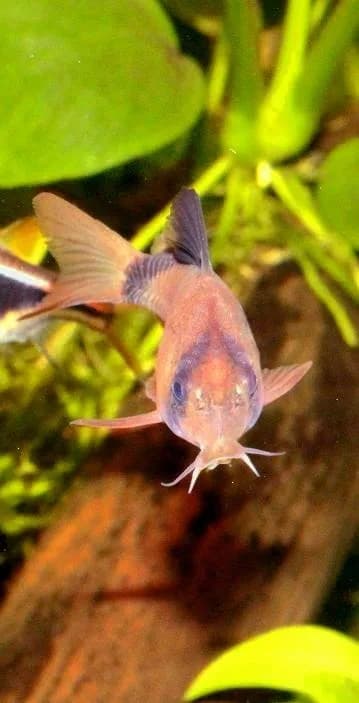 Ejemplar de Corydoras panda