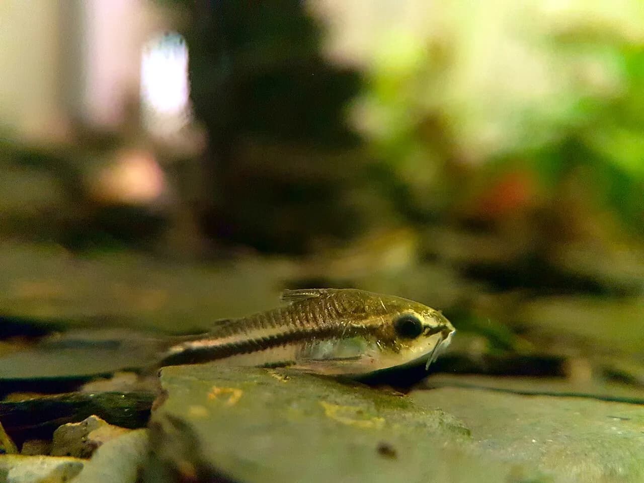 Ejemplar de Corydoras pygmaeus