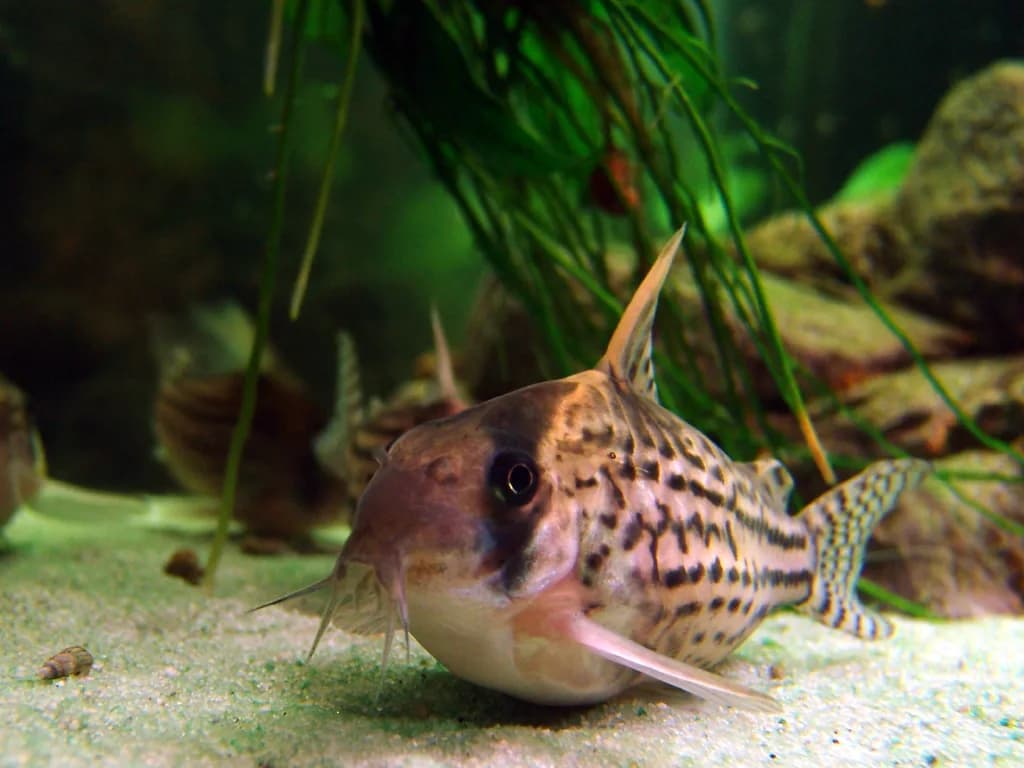 Ejemplar de Corydoras schwartzi