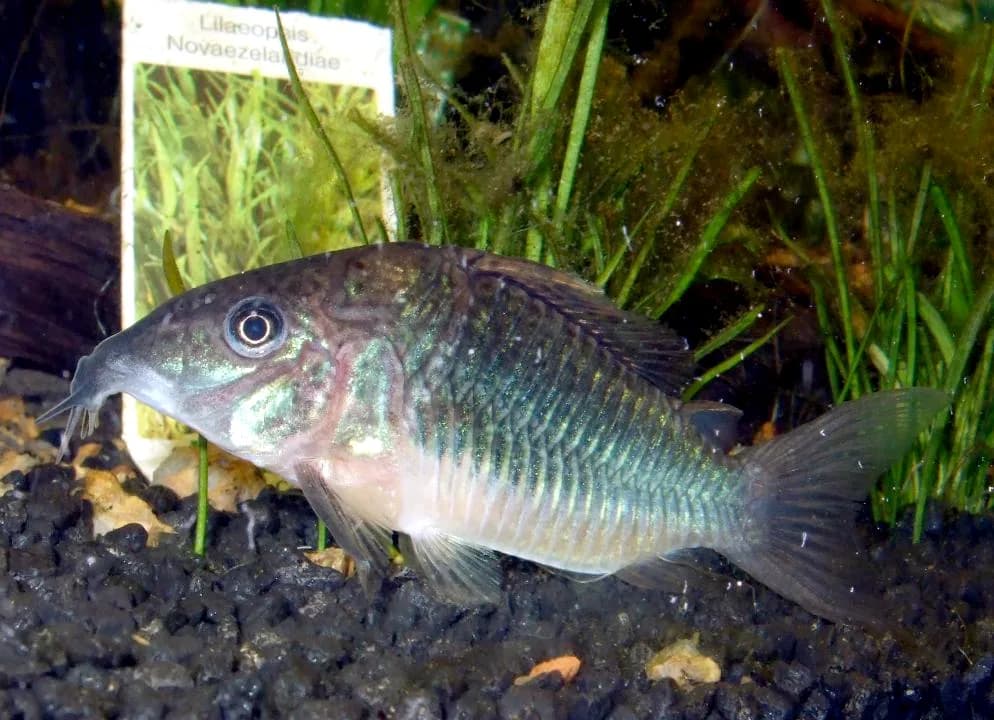 Ejemplar de Corydoras splendens