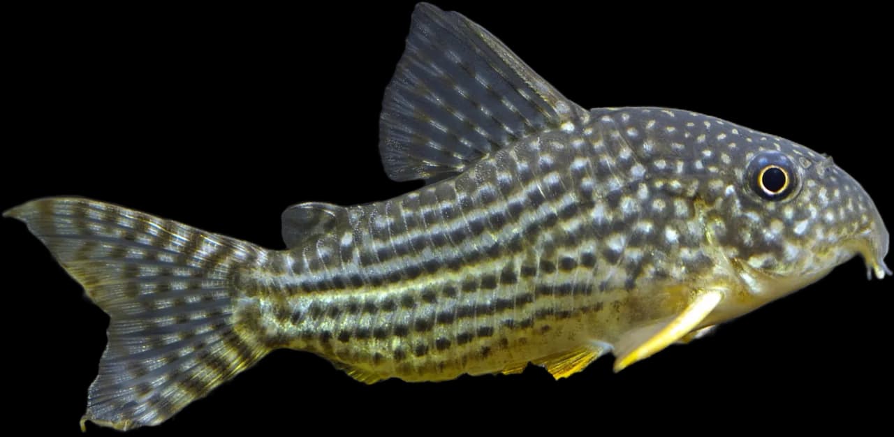 Ejemplar de Corydoras sterbai