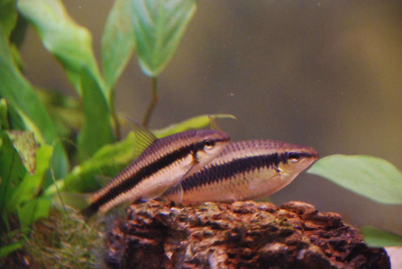 Dos Crossocheilus oblongus adultos sobre una roca en un acuario plantado, con la banda lateral oscura bien visible