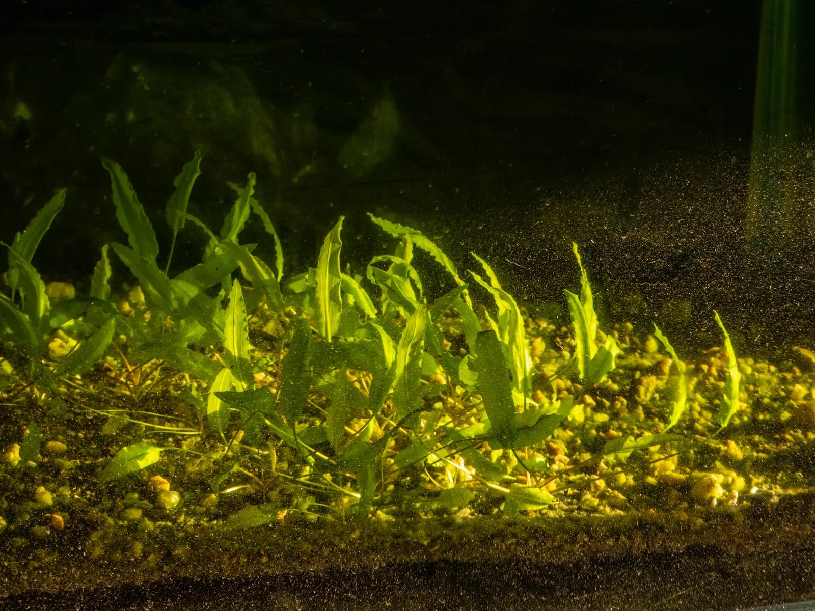 Grupo de Cryptocoryne wendtii sumergida, con las hojas lanceoladas de borde ondulado sobre grava