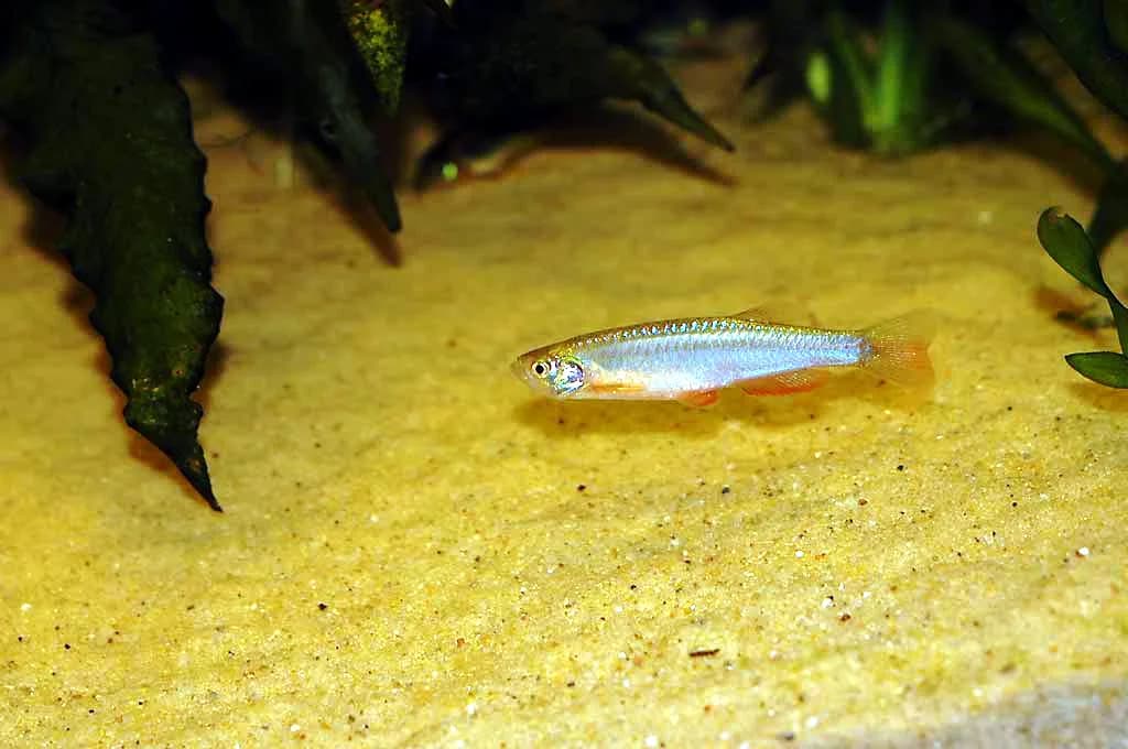 Ejemplar de Danio albolineatus (danio perla)
