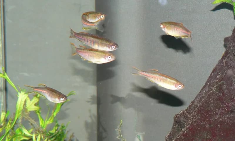 Ejemplar de Danio choprae