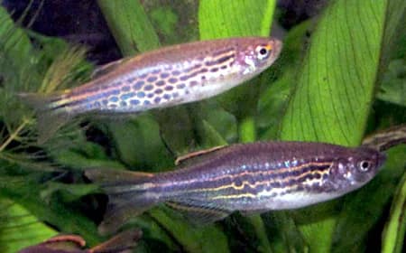 Las dos formas de color de Danio kyathit mostrando su iridiscencia