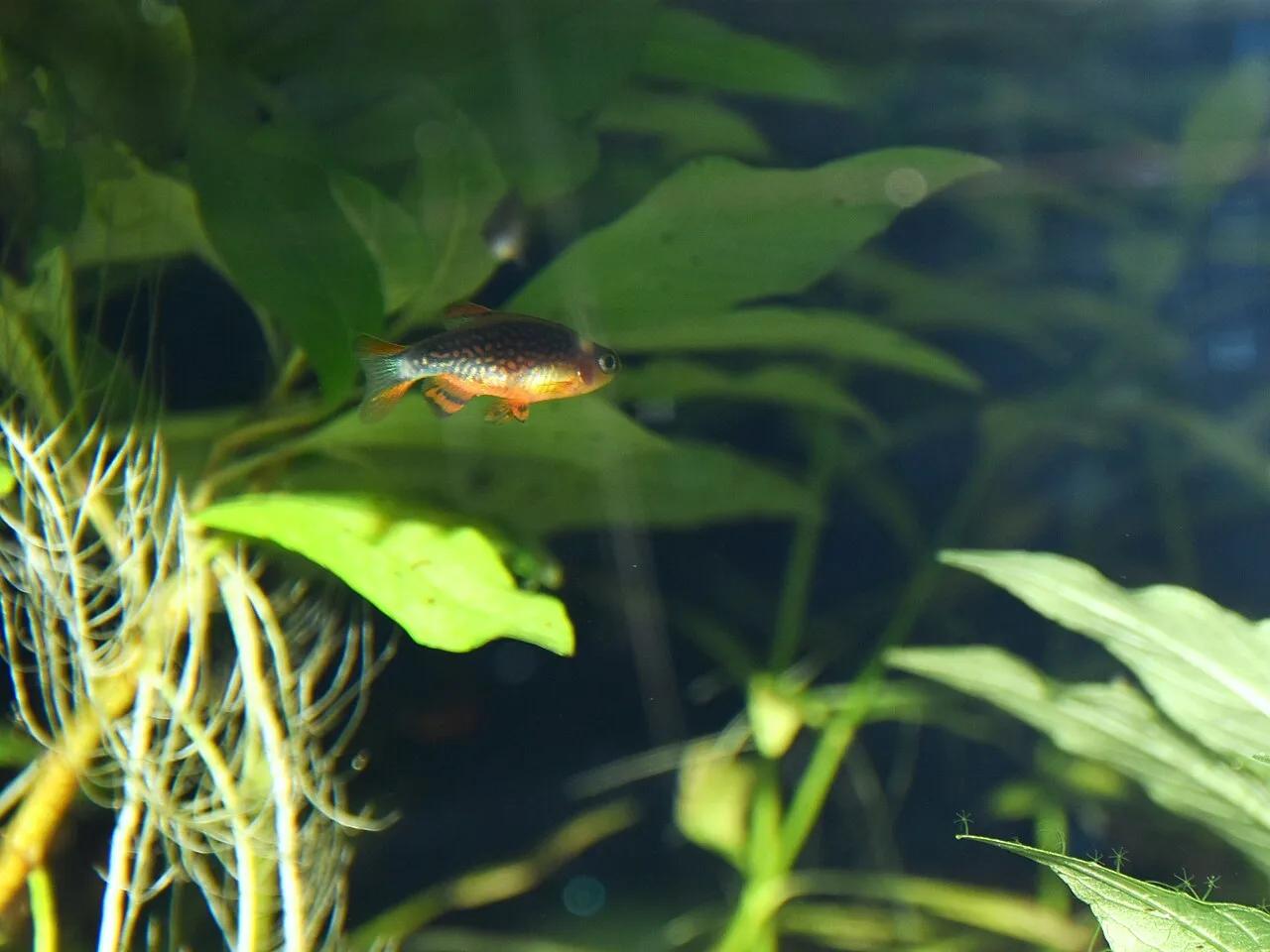 Ejemplar de Danio margaritatus