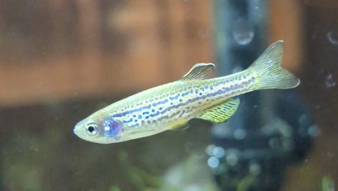 Ejemplar de Danio rerio (variante leopardo)