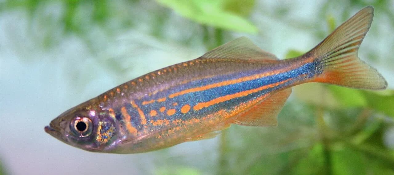 Ejemplar de Devario aequipinnatus