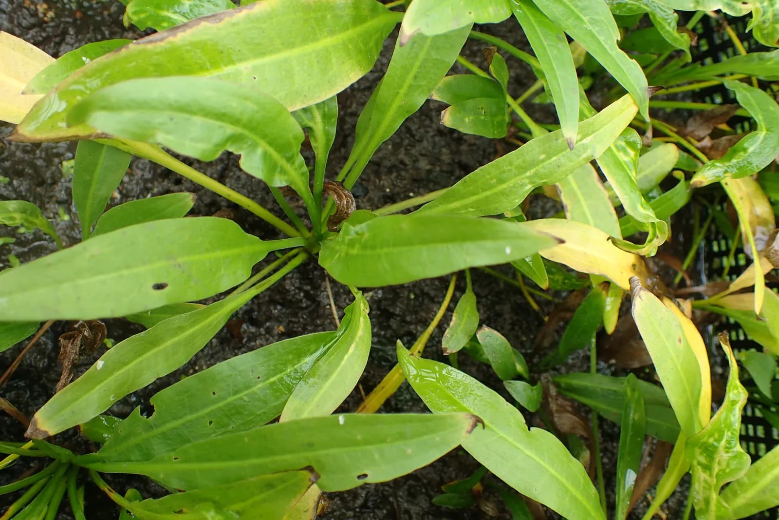 Espada amazónica en cultivo emergido, con la roseta de hojas lanceoladas sobre sustrato encharcado