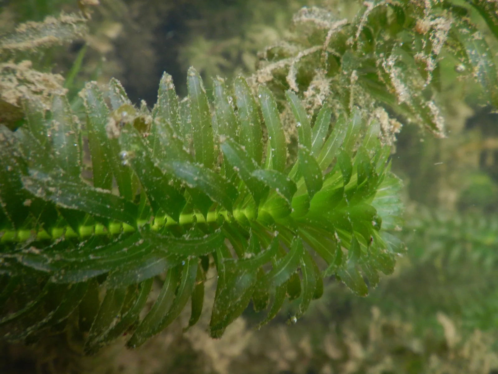 Tallo de Egeria densa bajo el agua, con los verticilos apretados de hojas alargadas
