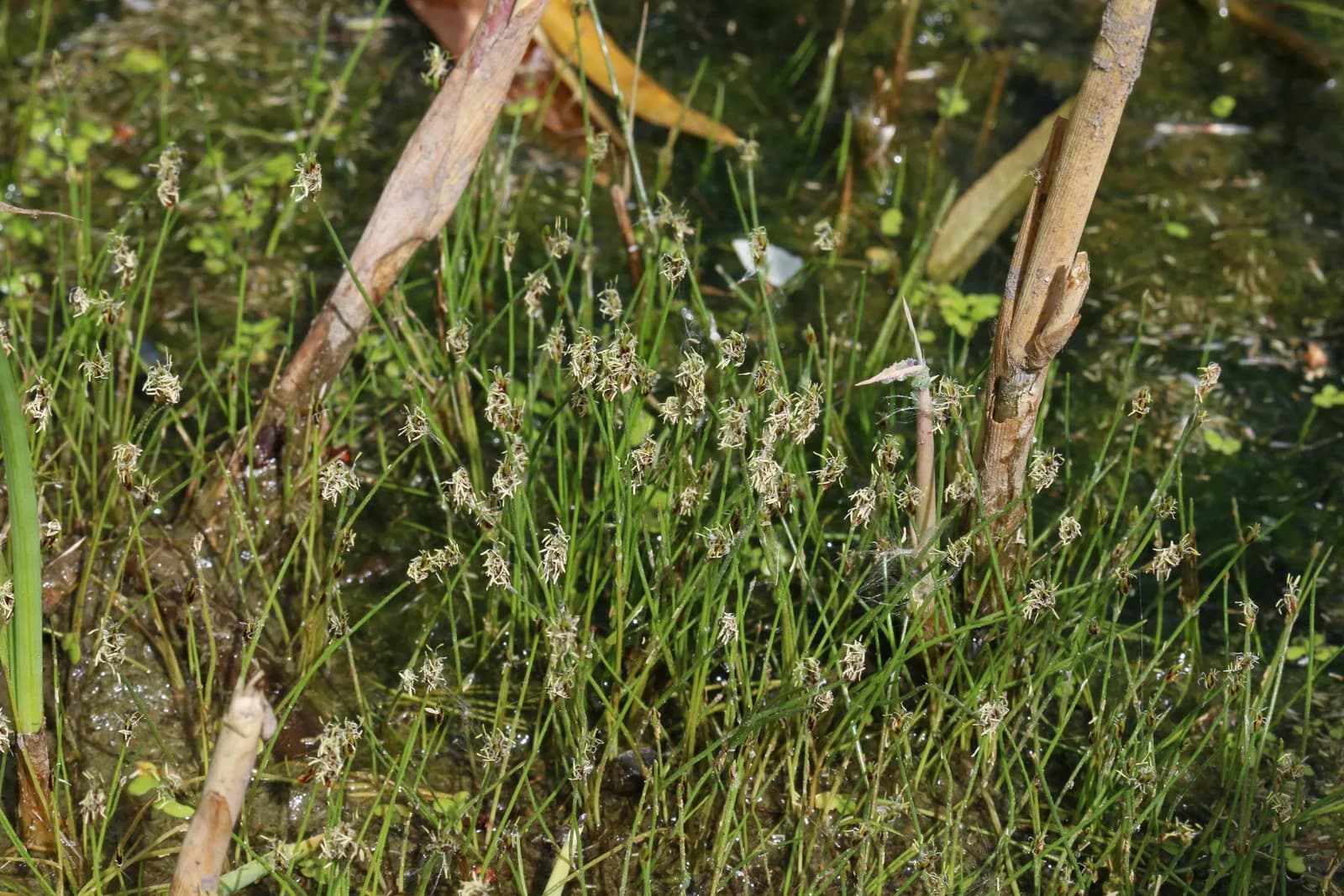 Eleocharis parvula en su forma emergida, formando un césped de tallos finos en la orilla encharcada