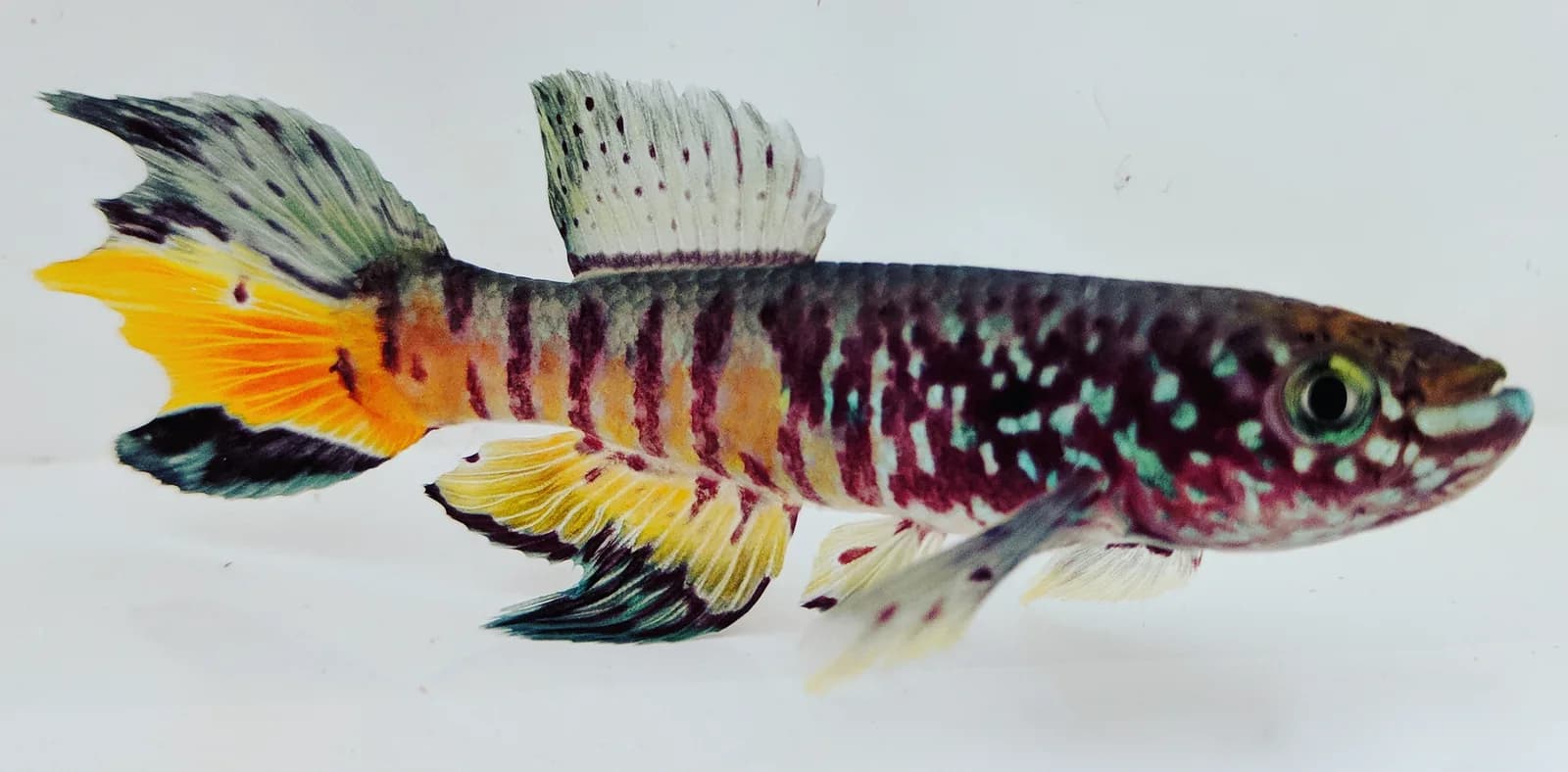 Macho de Fundulopanchax sjostedti de la población del delta del Níger