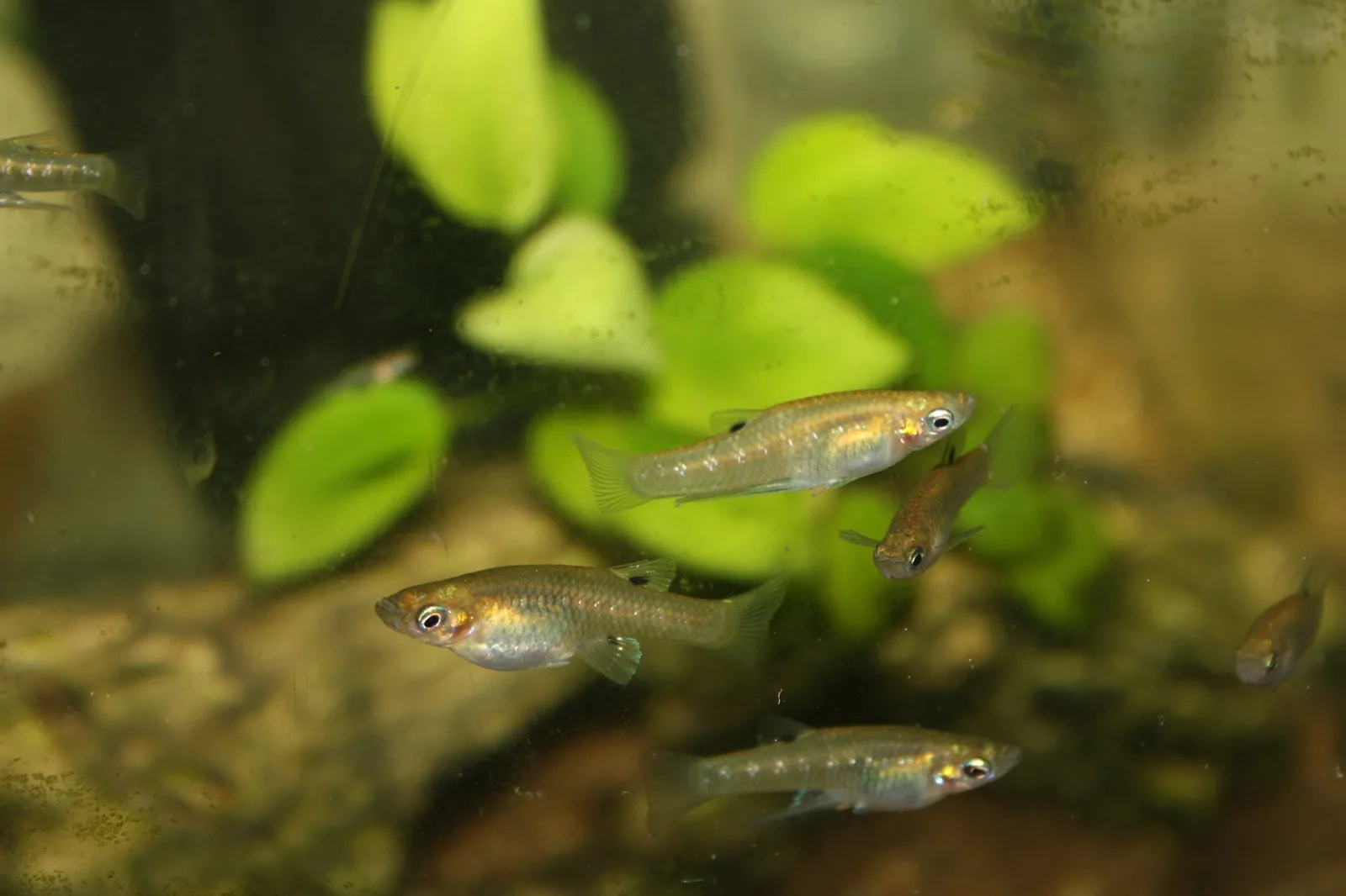 Girardinus metallicus de fenotipo salvaje en acuario