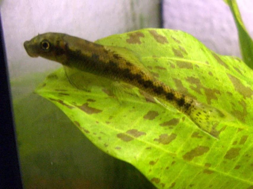 Gyrinocheilus aymonieri adherido al cristal con su boca ventral