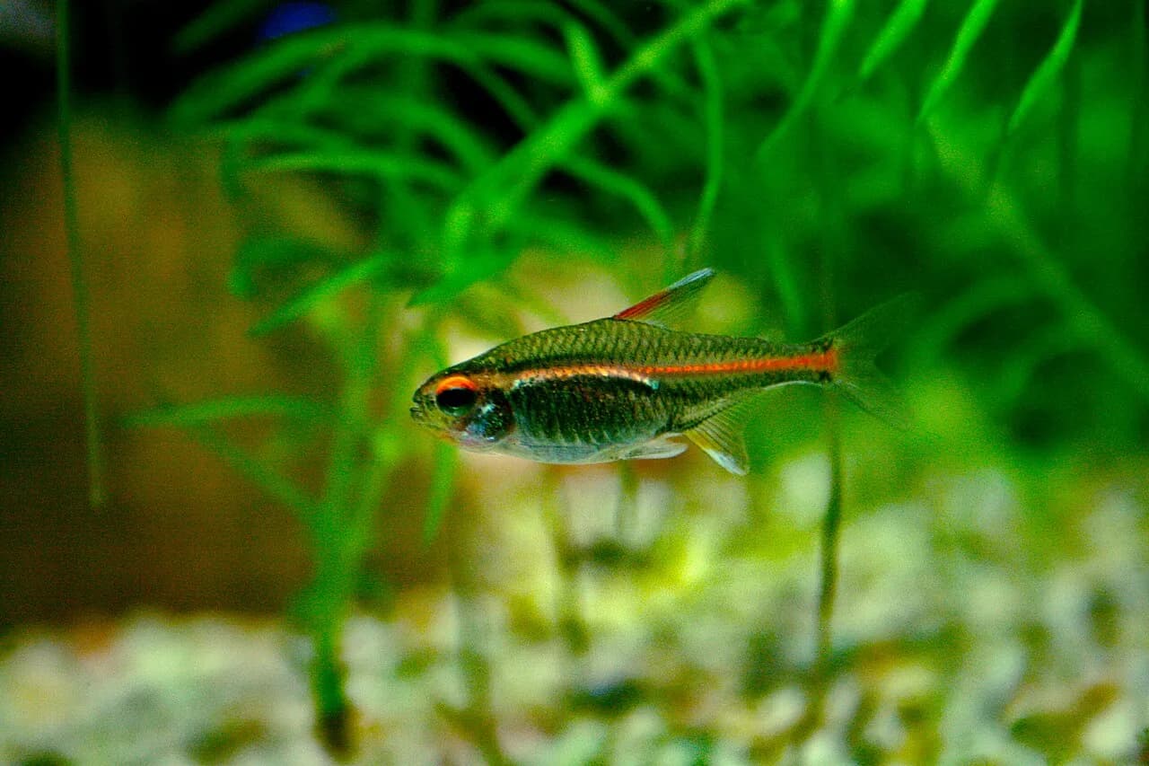 Ejemplar de Hemigrammus erythrozonus