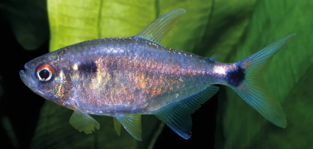 Ejemplar de Hemigrammus ocellifer