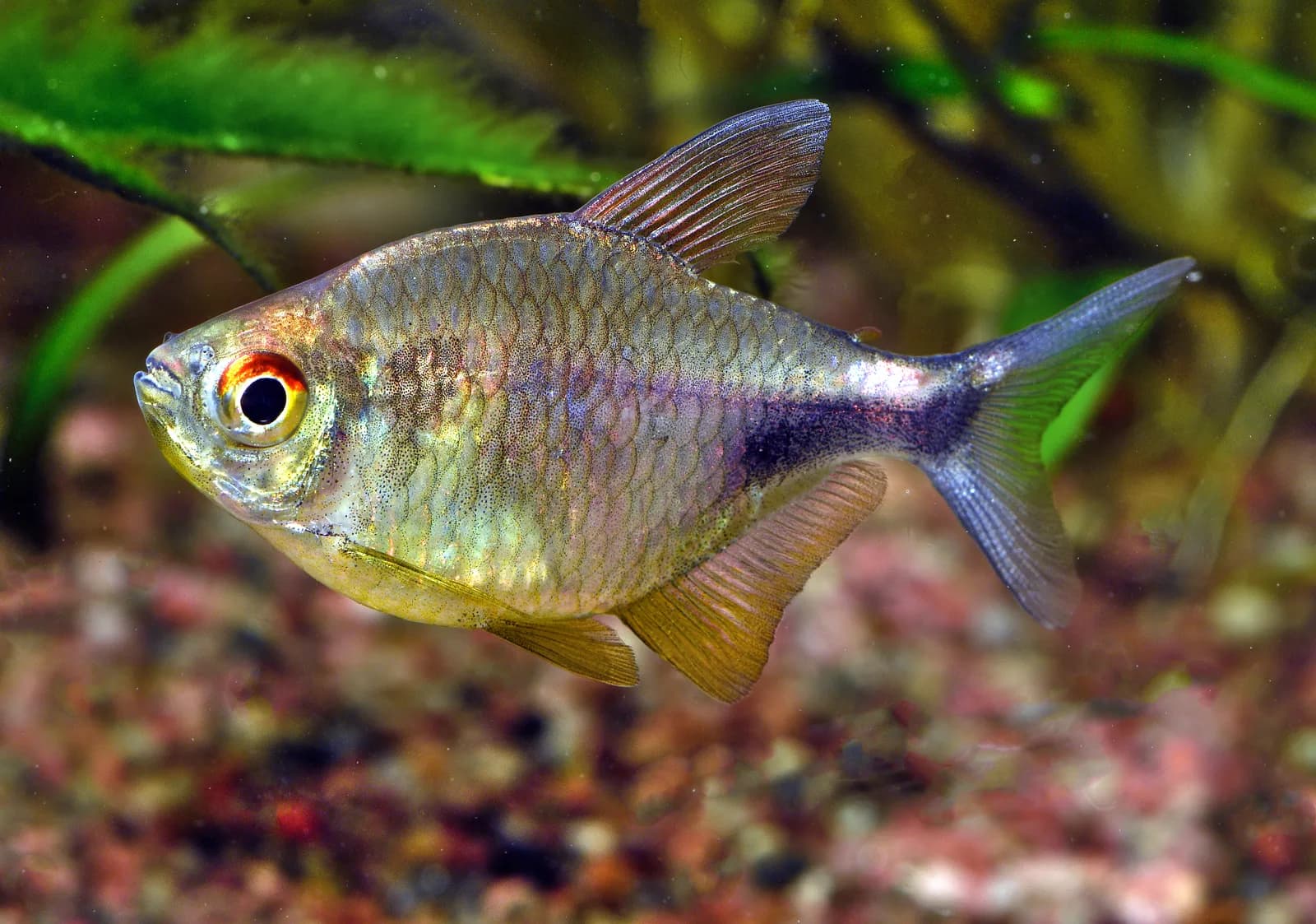 Ejemplar de Hemigrammus pulcher mostrando la mancha negra del pedúnculo caudal