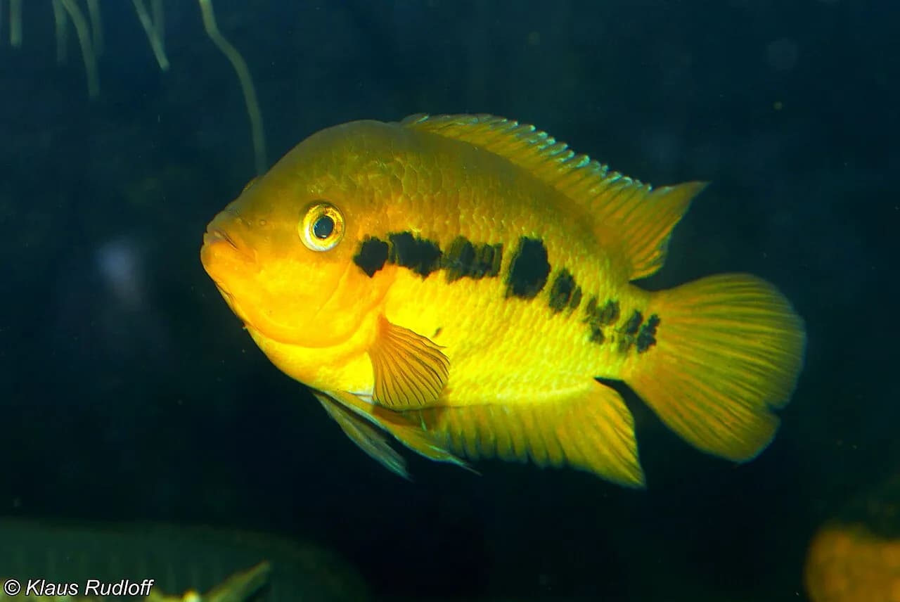 Ejemplar de Herotilapia multispinosa