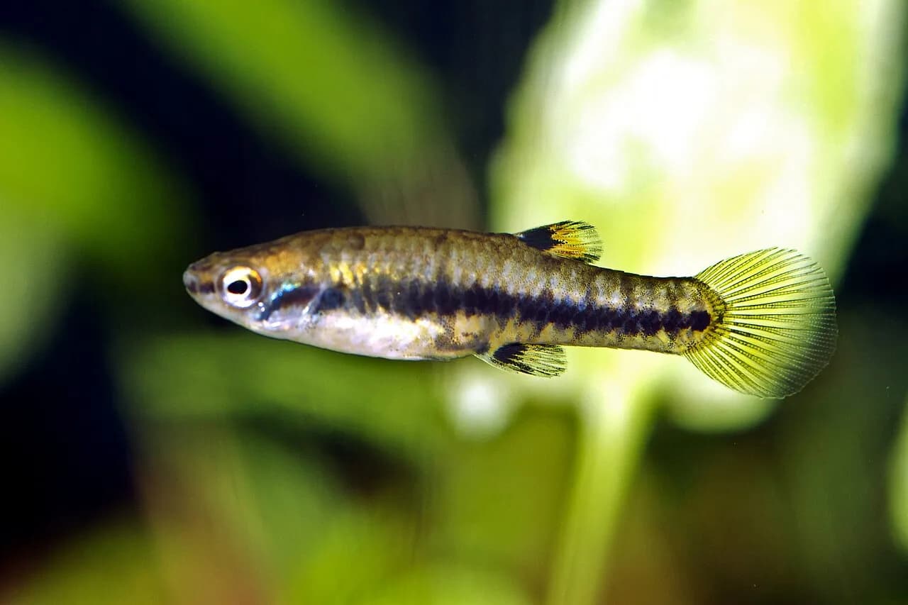 Ejemplar de Heterandria formosa