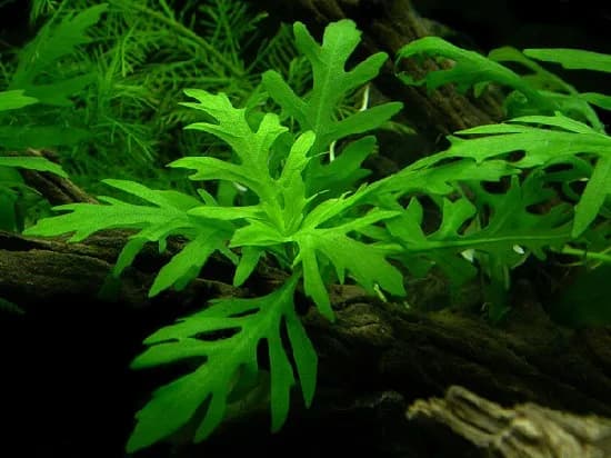 Hygrophila difformis con sus hojas sumergidas profundamente recortadas, parecidas a frondas de helecho